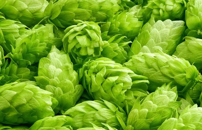 4 Plantas Psicodélicas e Seus Efeitos no Cérebro Humano