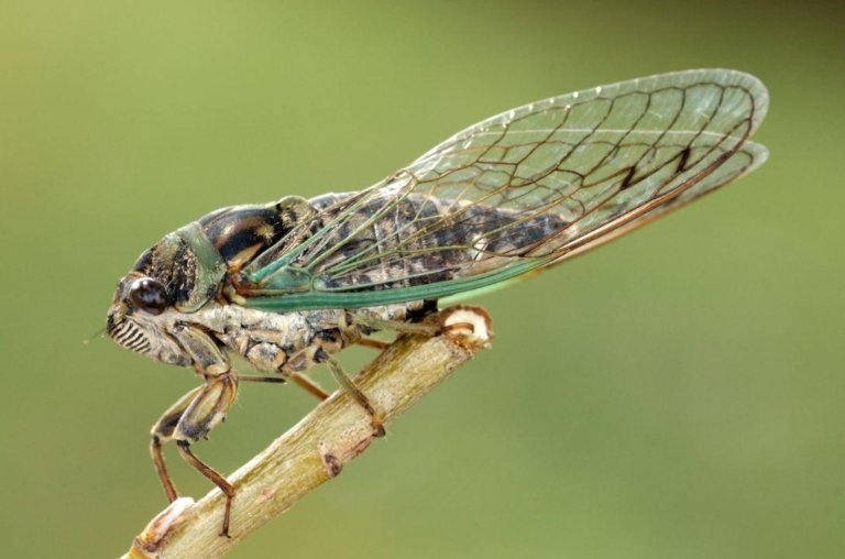 5 curiosidades que você nunca imaginou sobre as cigarras