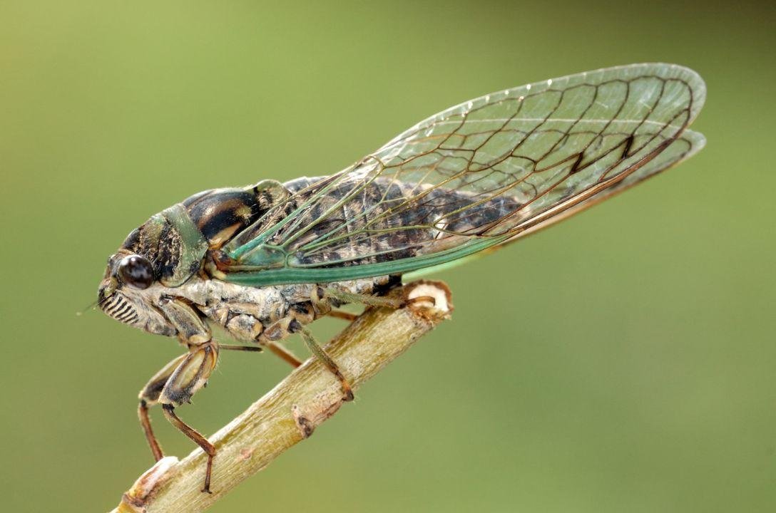 5 curiosidades que você nunca imaginou sobre as cigarras