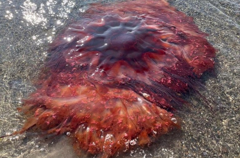 A água-viva gigante que apareceu em uma praia dos EUA