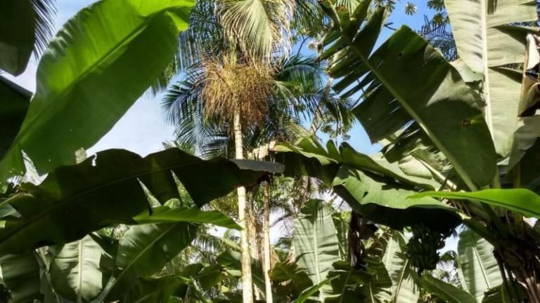 A Alternativa Sustentável ao Açaí que Ajuda a Preservar a Mata Atlântica