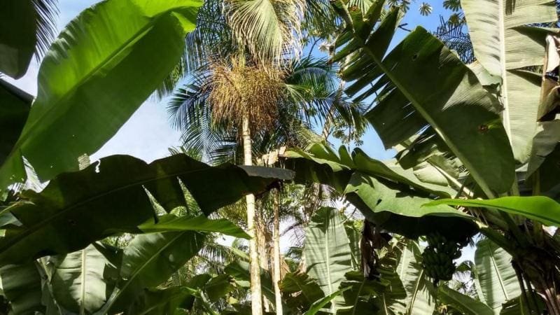 A Alternativa Sustentável ao Açaí que Ajuda a Preservar a Mata Atlântica