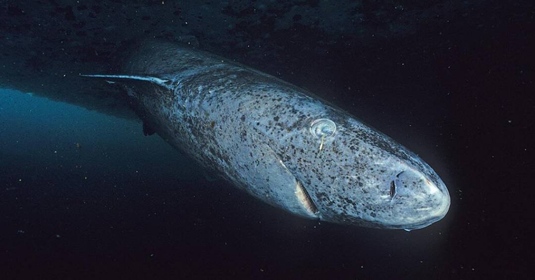 A ciência achava que este tubarão que vive por 400 anos era cego. Um novo estudo diz que não é bem assim.