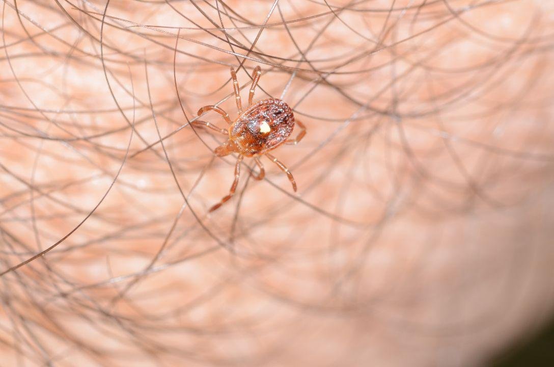 A picada deste carrapato pode te deixar alérgico a carne vermelha