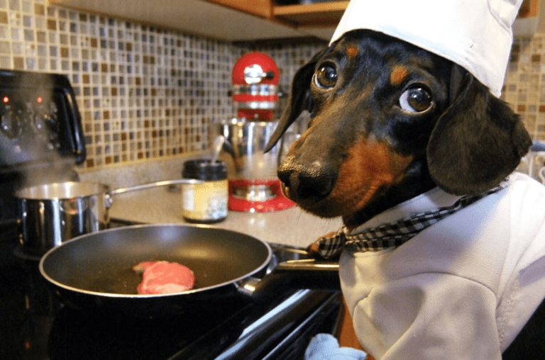 A proibição do consumo de carne de cachorro na Coreia pode aumentar o PIB do Brasil