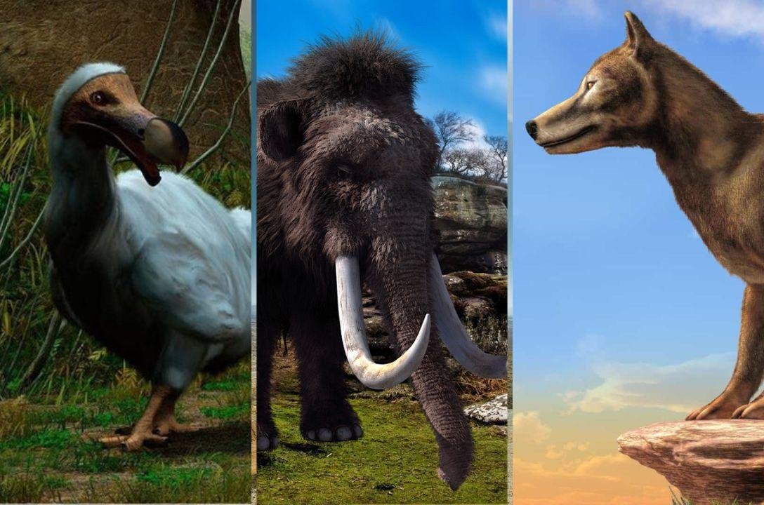 Além do lobo-terrível empresa quer reviver dodô, mamute e lobo-da-tasmânia