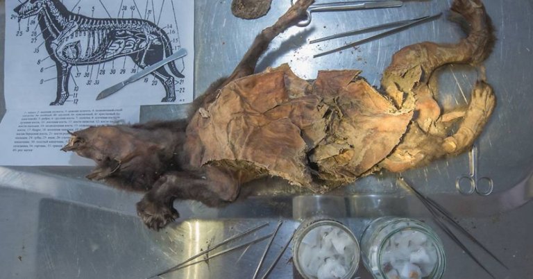 Amostras de rinoceronte-lanoso achadas no estômago de lobos têm DNA sequenciado