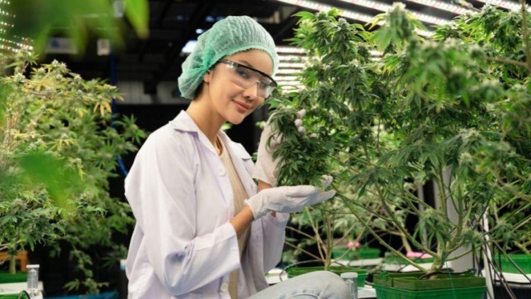 Anvisa autoriza cultivo de cannabis no Brasil. Quem pode plantar?