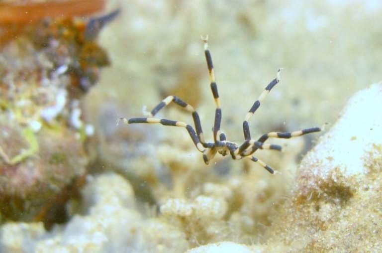 Aranhas-do-mar conseguem regenerar o próprio ânus?