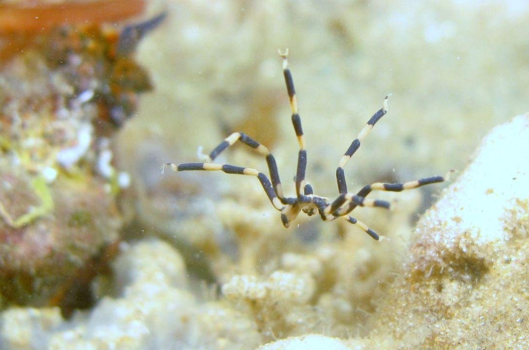 Aranhas-do-mar conseguem regenerar o próprio ânus?