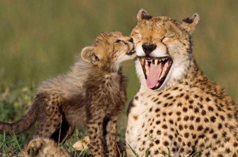 As mães mais protetoras do reino animal - Feliz dia das Mães