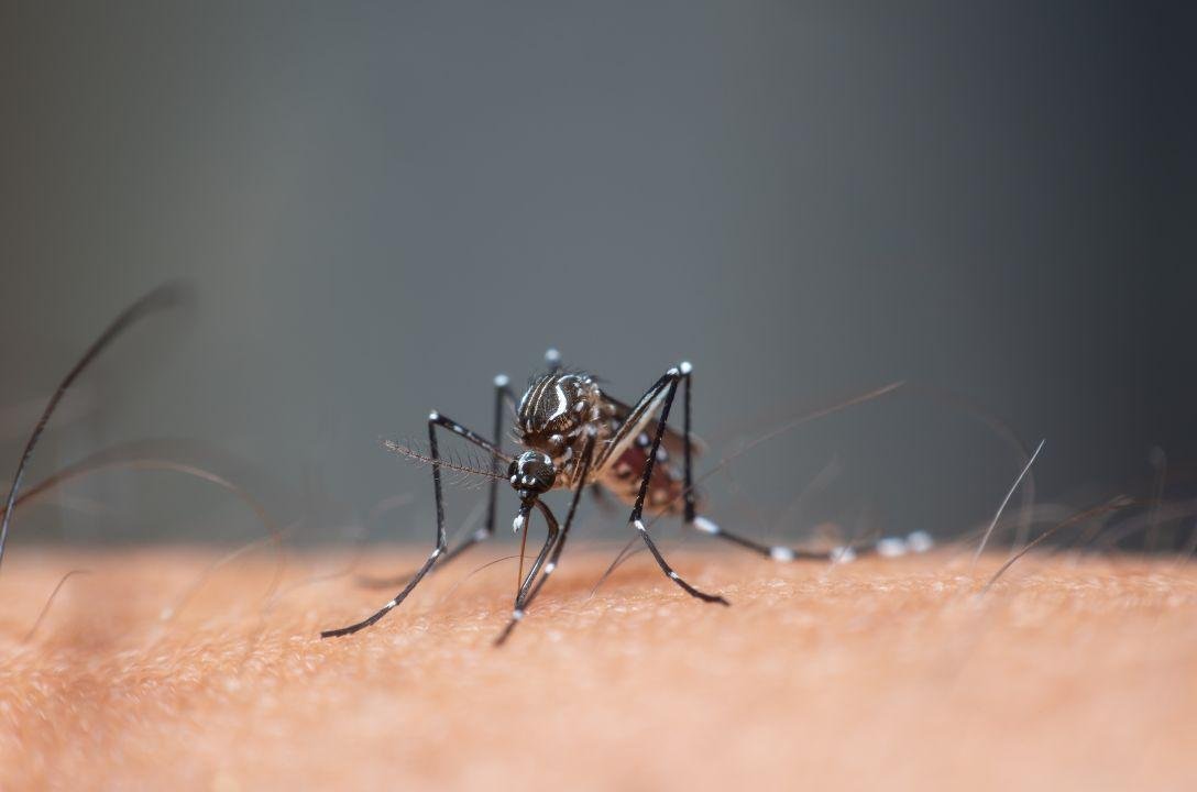 Até que andar de um prédio um mosquito da dengue pode subir?