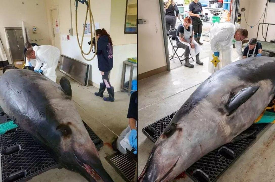 Baleia misteriosa já teve pernas? Entenda os detalhes