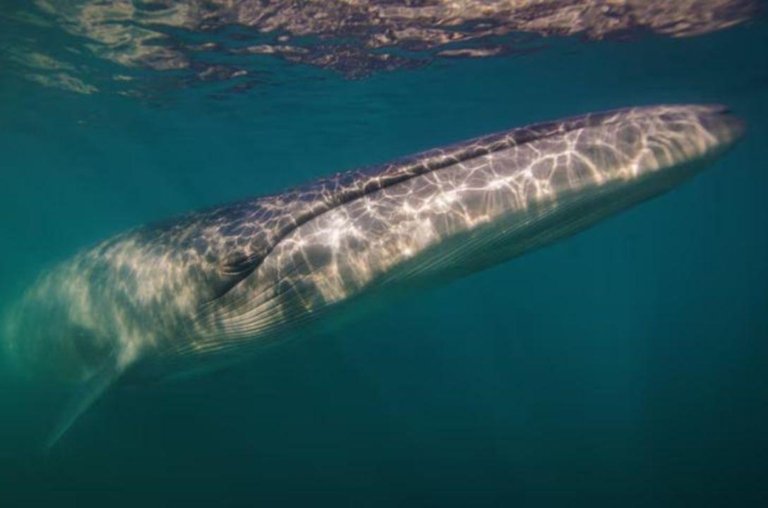 Baleias-Sei reaparecem na costa argentina após 100 anos após medidas de proteção