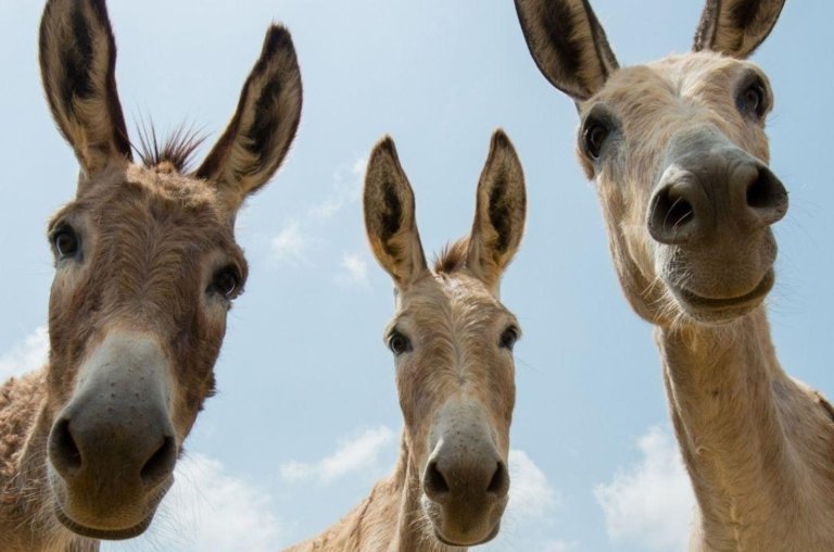 Brasil já perdeu 94% da população de jumentos