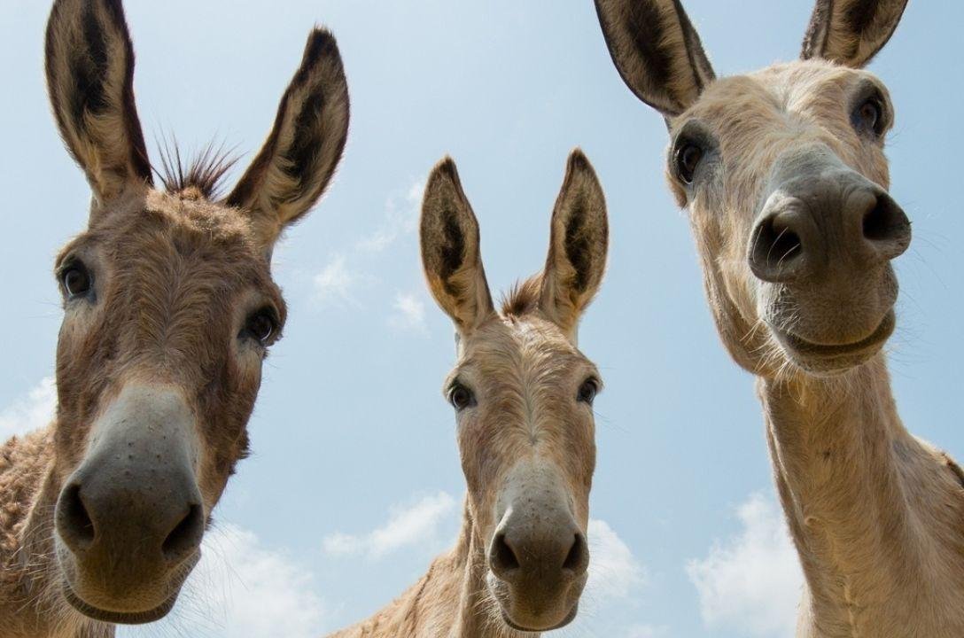 Brasil já perdeu 94% da população de jumentos