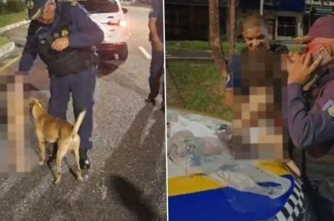 Cachorro caramelo herói salva bebê fugitivo de ser atropelado