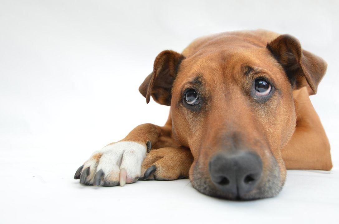Cachorros conseguem cheirar o estresse de humanos – e isso deixa eles tristes