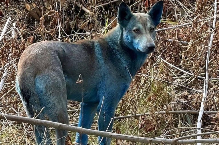 Cães abandonados na antiga usina de Chernobyl ficaram azuis