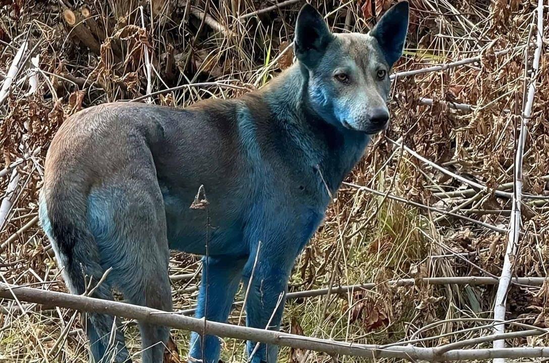 Cães abandonados na antiga usina de Chernobyl ficaram azuis