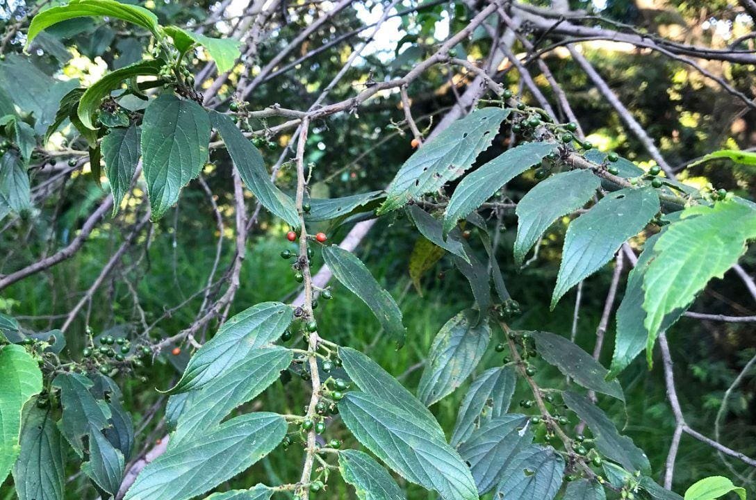 Canabidiol sem cannabis - Planta comum no Brasil surpreende