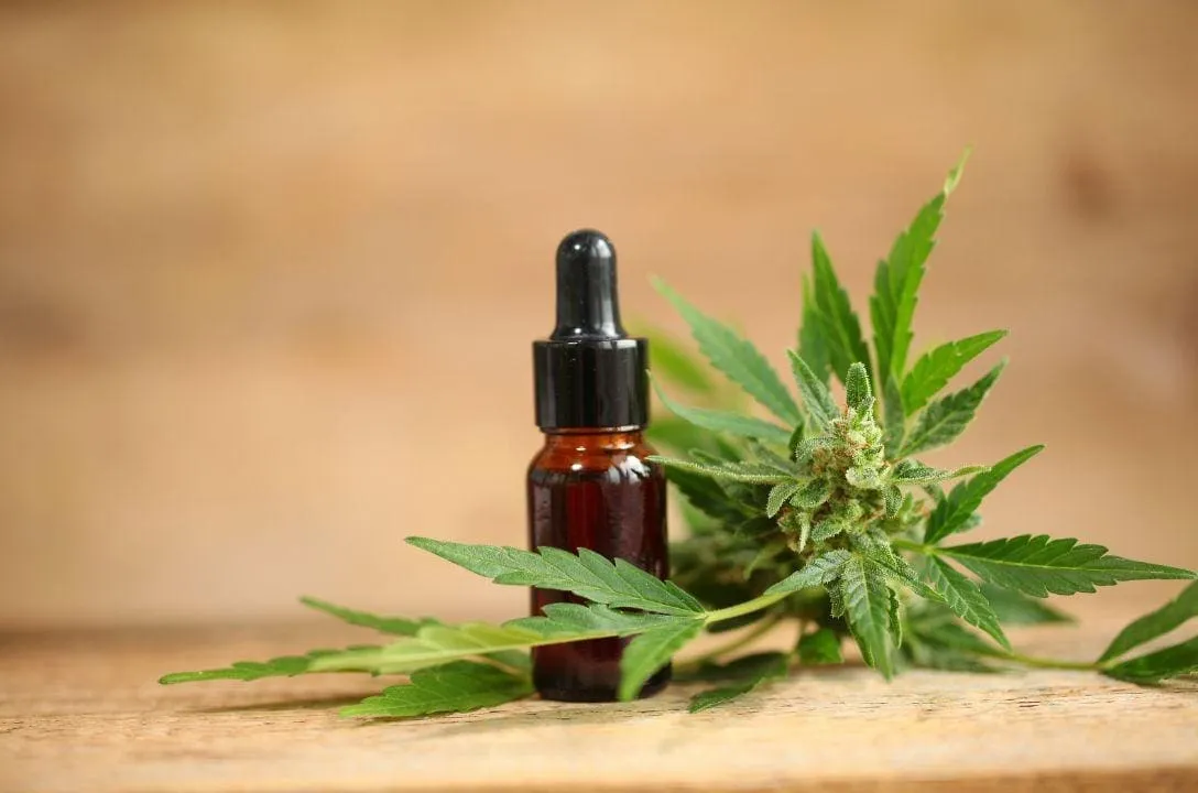 cannabis medicinal avanca e chega as farmacias de manipulacao