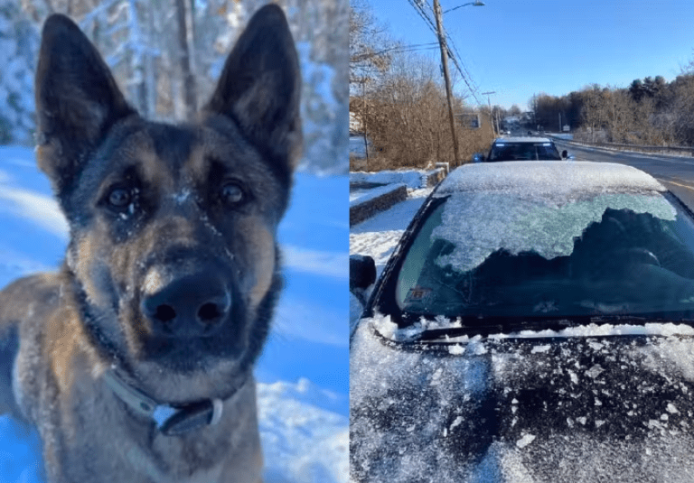 Cão Herói Salva Criança Perdida a 3 km em Noite Gelada