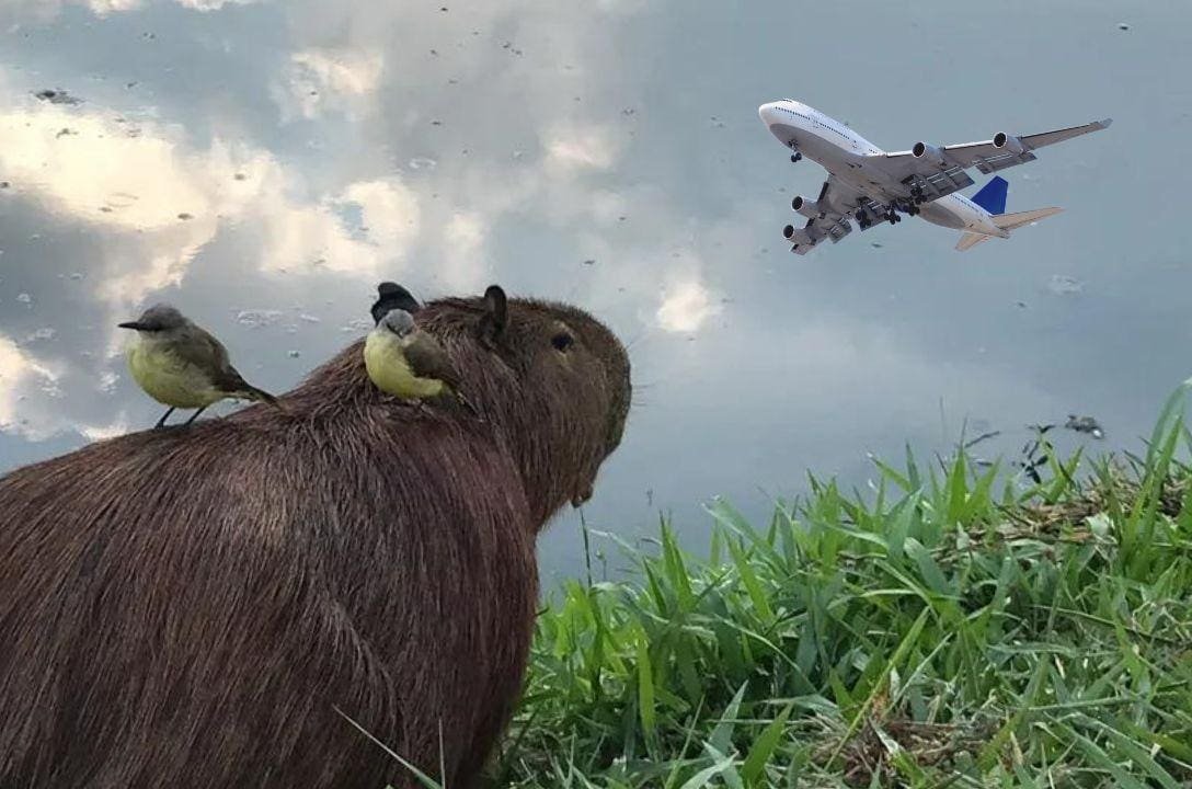Capivara foi responsável pelo atraso de 25 voos da Latam no aeroporto de Guarulhos