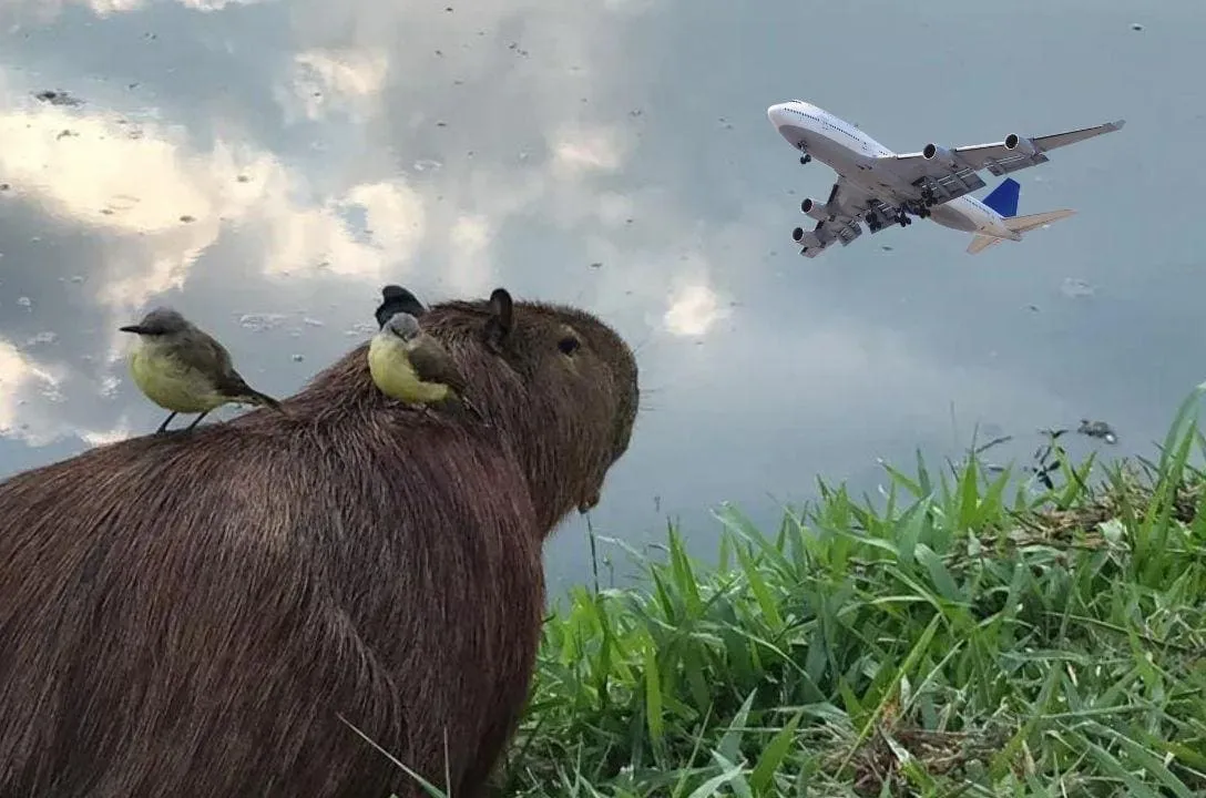 capivara foi responsavel pelo atraso de 25 voos da latam no aeroporto de guarulhos 47564