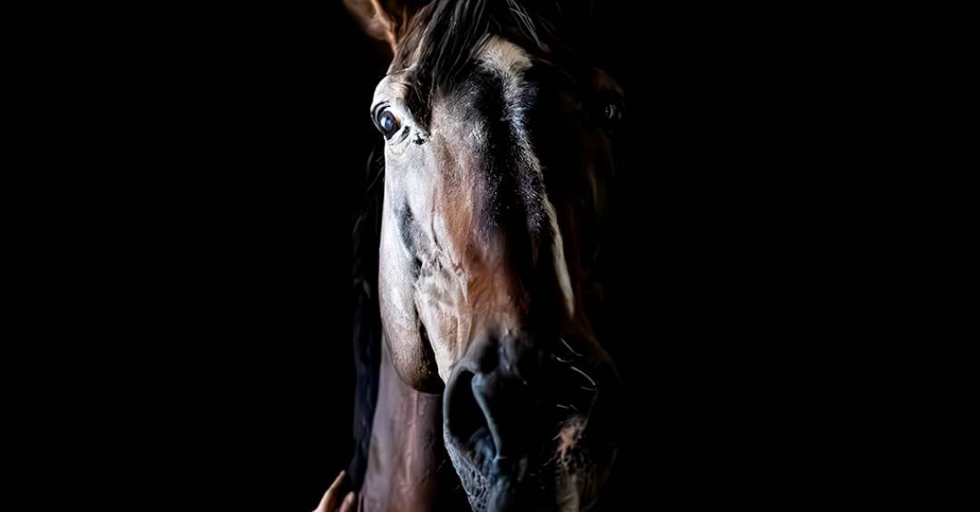 Cavalos sentem o cheiro do seu medo – e ficam assustados