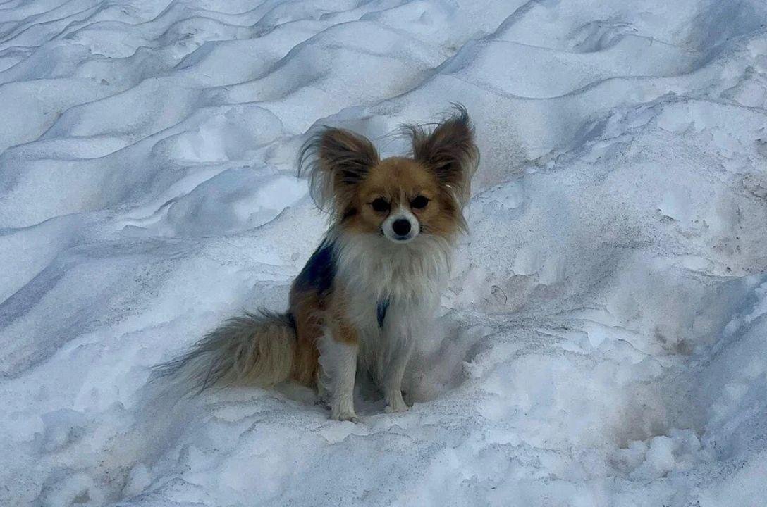 Chihuahua herói salva a vida do dono após queda de 8 metros