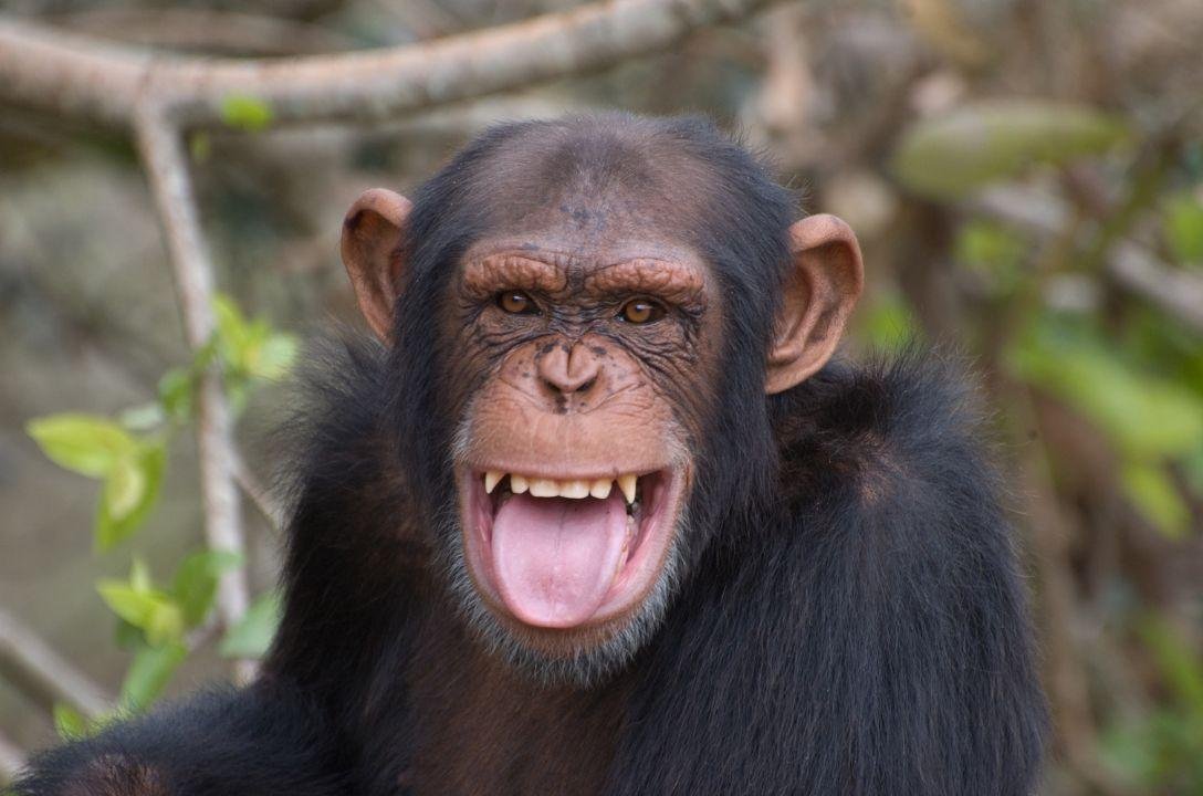 Chimpanzés consomem equivalente a 1 bebida alcoólica por dia