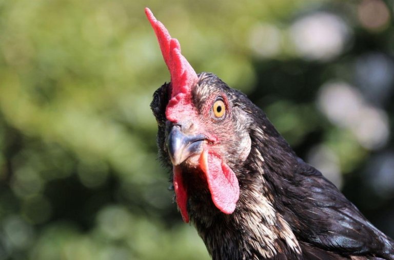 Cidades europeias distribuem galinhas de graça! Mas por quê?