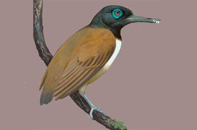 Cientistas descobrem espécie de ave pré-histórica que possuía dentes