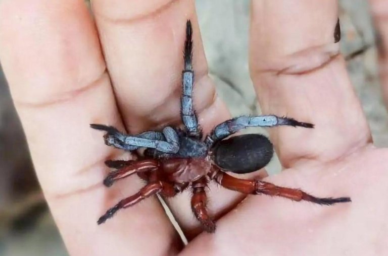 Cientistas descobriram aranha rara, meio macho, meio fêmea