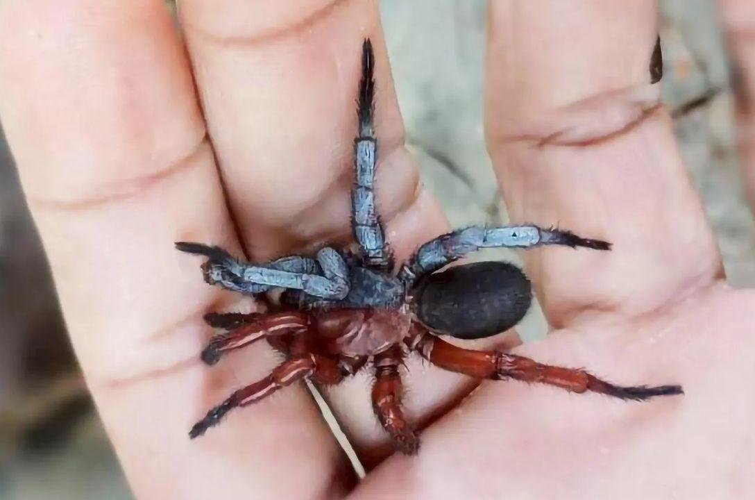 Cientistas descobriram aranha rara, meio macho, meio fêmea