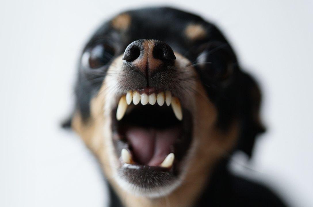 Cientistas dizem que cães podem reconhecer pessoas ruins