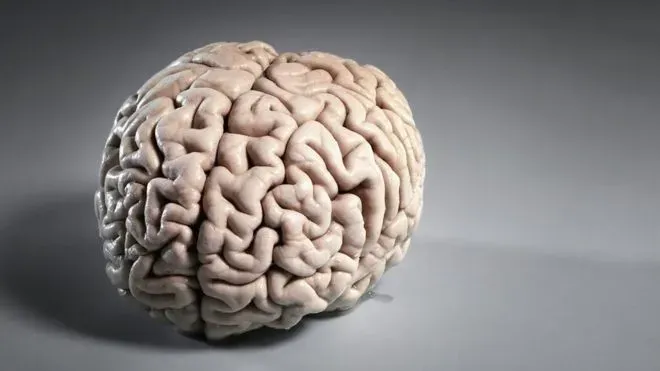 Cientistas Revelam Nova Camada na Anatomia do Cérebro Humano