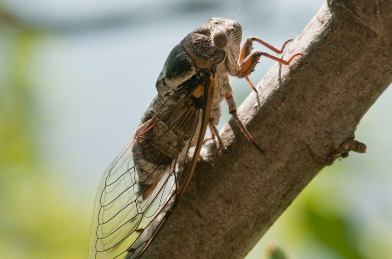 Cigarras conseguem "prever" a chuva? Especialista explica o motivo da cantoria