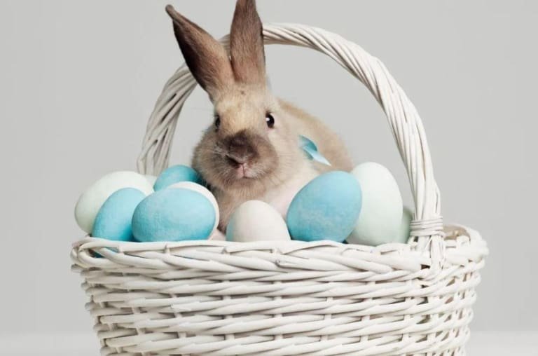 Coelho da páscoa e os ovos: Um mistério curioso