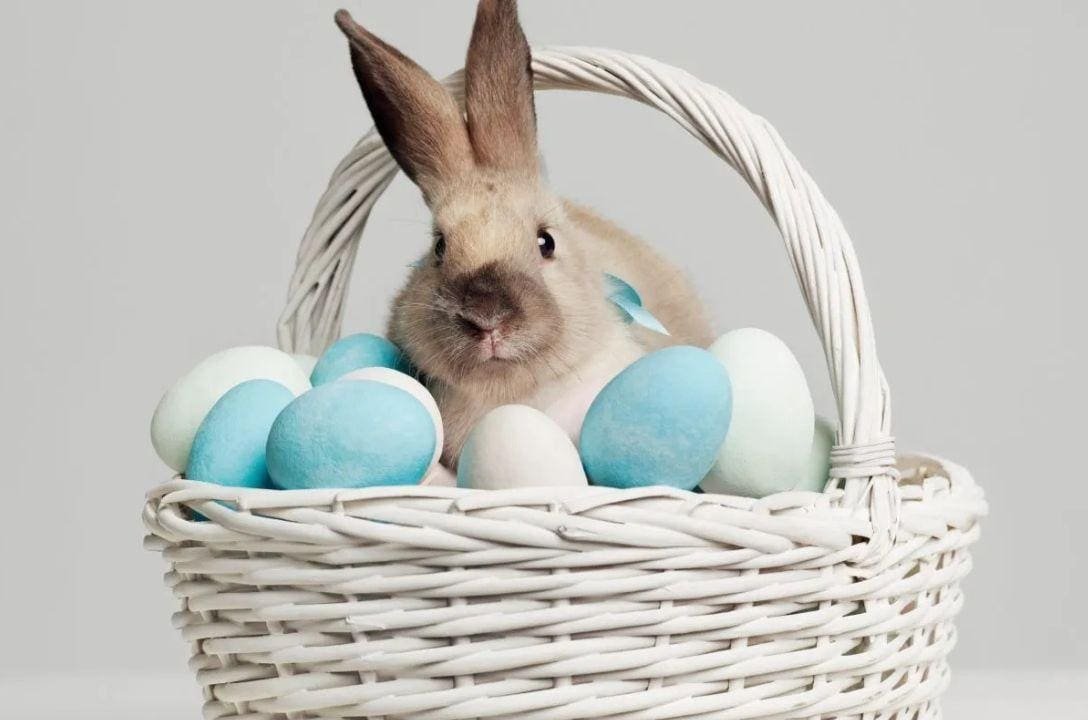 Coelho da páscoa e os ovos: Um mistério curioso