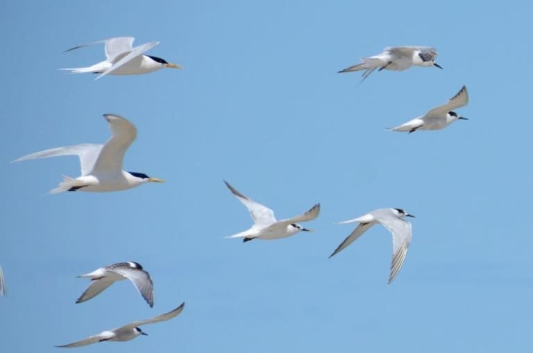 Como a gripe aviária chegou Brasil? Saiba o caminho percorrido