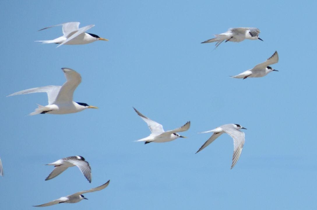 Como a gripe aviária chegou Brasil? Saiba o caminho percorrido