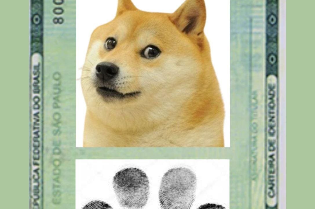 Como fazer o RG Animal SinPatinhas do seu pet