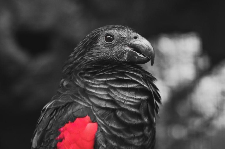 Conheça o papagaio-Drácula, a ave mais sombria da natureza