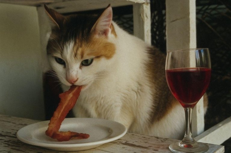 Creme Puff - Gata que viveu 38 anos com bacon e vinho na dieta