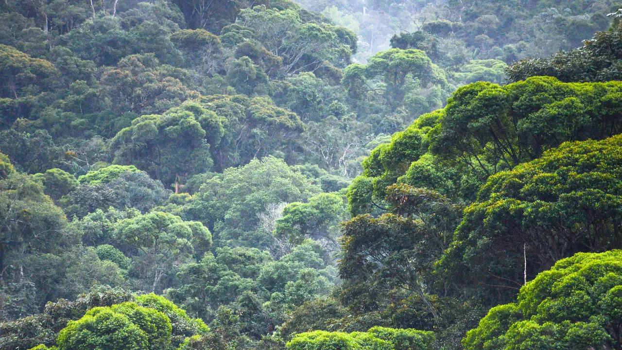 Descubra 5 Aspectos Cruciais do Bioma Mais Ameaçado do Brasil