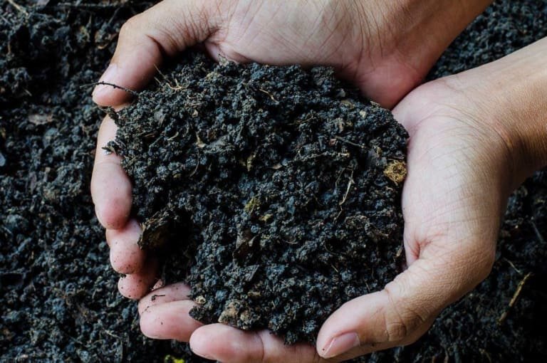 Desvendando os Mistérios da Terra Preta e seu Papel na História e Sustentabilidade