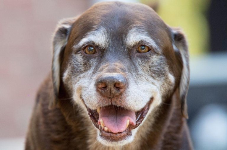 Dez dicas para aumentar a saúde e a expectativa de vida do seu cachorro