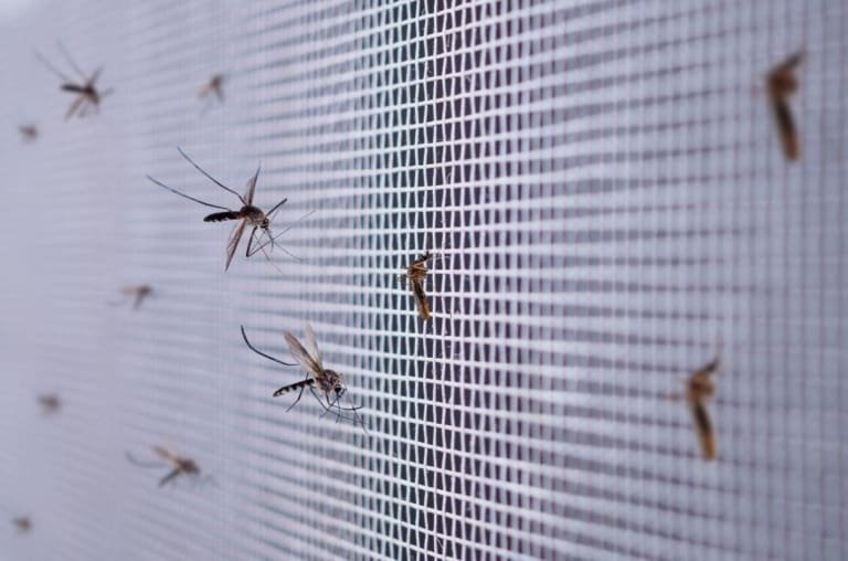 Doenças transmitidas por mosquitos vão disparar até 2080